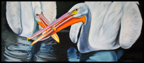 Pelican